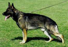 Javir