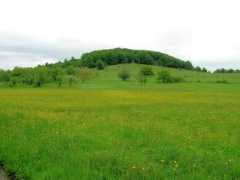 Javor