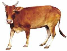 vishwagou.org Jawari