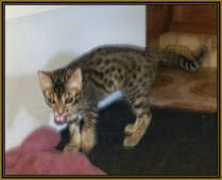 Jayad