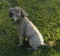 sunshinestarpoodles.com Jazal