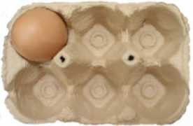 eggspace.org Jazamin