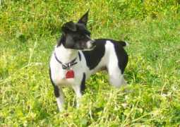 rivertownratterriers.com Jazimine