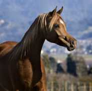 qrarabians.com Jazmeen