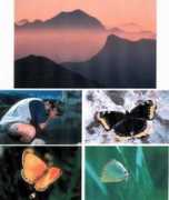 entomologia.net Jcarlos