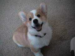 dogster.com Jdizzle