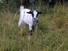 toutouchat.free.fr Jeaned