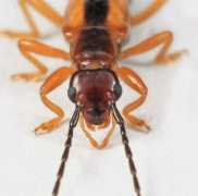bugguide.net Jeanell