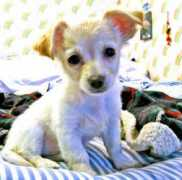 gotpetsonline.com Jeanice
