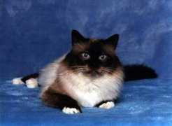 birman.org Jeanluc