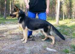 Jebas