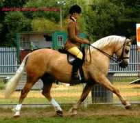 welshcobs.info Jebeth