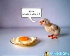 hahabre.com Jebote