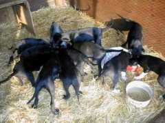 samota.mushing.cz Jecas