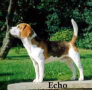 scottishbeagleclub.org.uk Jecho