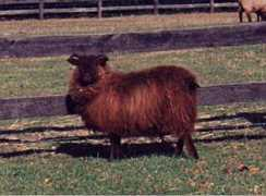 nordicsheep.com Jeckle