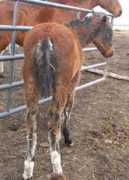 Jedder