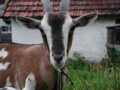 slike.n3po.com Jedro