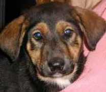 dogsaver.org Jefar