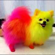 Jeffree