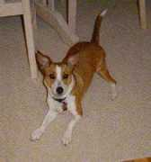 saveadog.org Jeffres