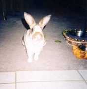 Jeffrey