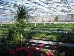 florist.si Jehart