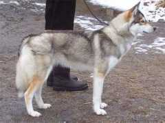 siperianhusky.info Jekaterina