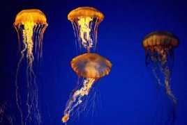 Jellie