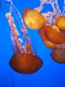 alistairappleton.com Jellies