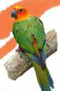 pet-parrots.com Jendaya