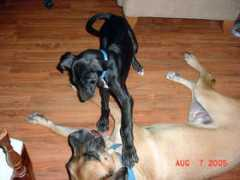 housepetsupply.com Jendayi