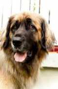 i-perros.com Jenefeldt