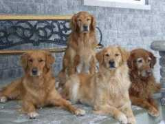 jengargoldens.com Jengar