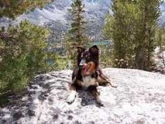 aussierescuesocal.com Jengs
