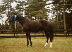 majesticgaits.com Jennin