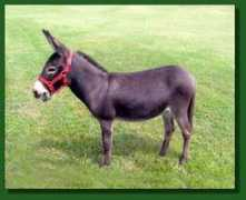 donkeys.net Jeraldene