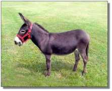 donkeys.net Jeraldene