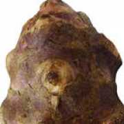 lichen.csd.sc.edu Jerart