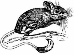 Jerboa