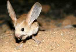 Jerboa