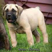 nuestra-sangre.com Jerco