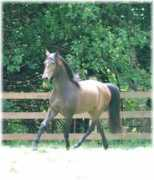moonstruckmeadows.com Jerezano