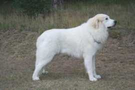 pyreneese-berghonden.be Jergan