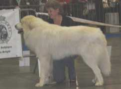 pyreneese-berghonden.be Jergan