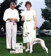 jaamawhippets.com Jerid