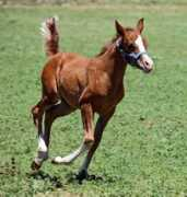 sharuarabians.com Jeriel
