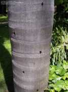davesgarden.com Jeriva