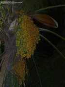 davesgarden.com Jeriva