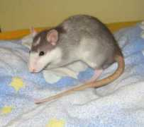 Jerth